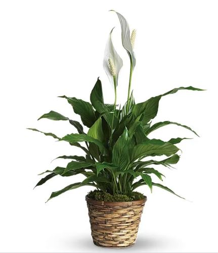 Simply Elegant Peace Lily